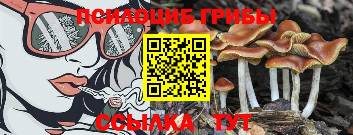 Псилоцибиновые грибы Cubensis  Вход с VPN  как найти   Выборг 